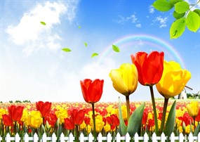 彩色郁金香与彩虹图片